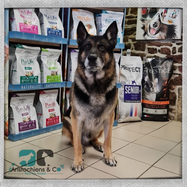 Les Aristochiens Et Co