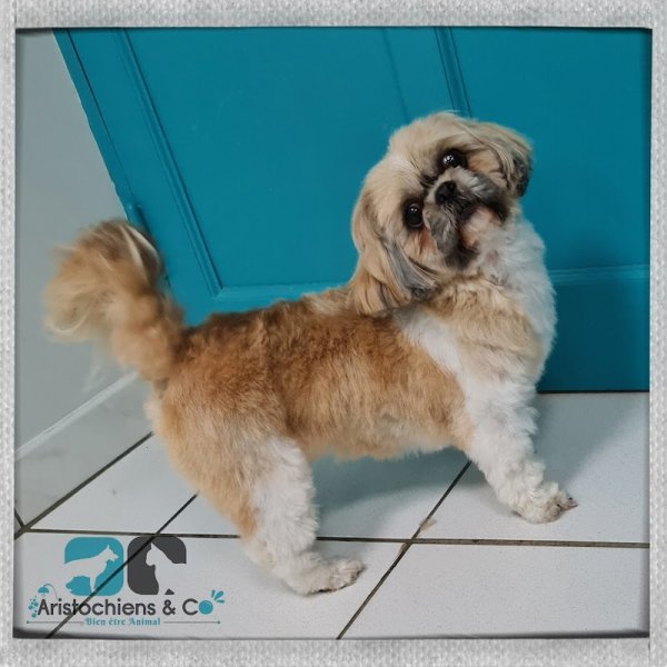 Les Aristochiens Et Co - photo 3