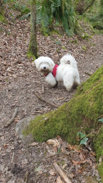 Cani Shanti – Pension canine - photo 2