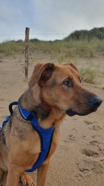 Cani Shanti – Pension canine - photo 3