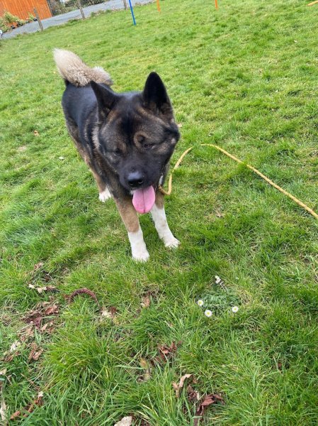 Temps de Chien - photo 1