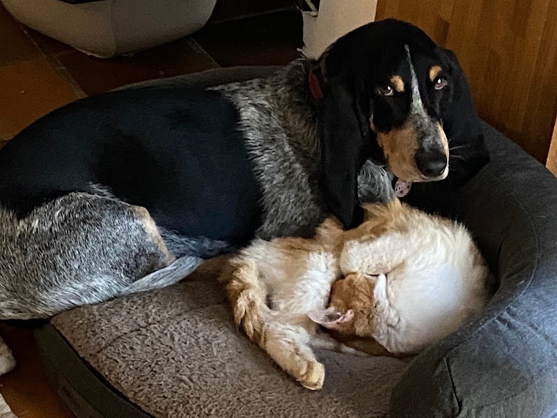 Temps de Chien - photo 3