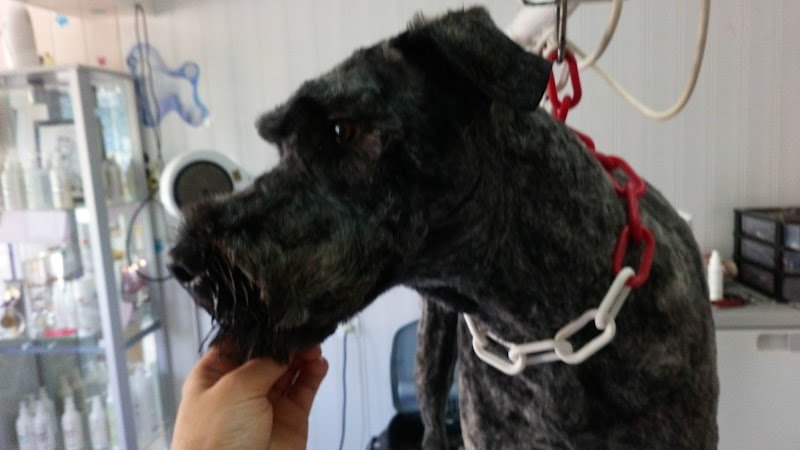 Un Amour de Chien. Guegan Nadia - photo 1