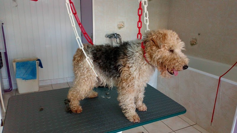 Un Amour de Chien. Guegan Nadia - photo 2