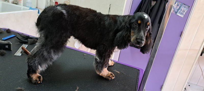 Un Amour de Chien. Guegan Nadia - photo 3