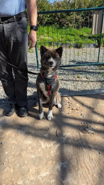 Breizh Heson Ki - Educateur Canin à Landivisiau - photo 3