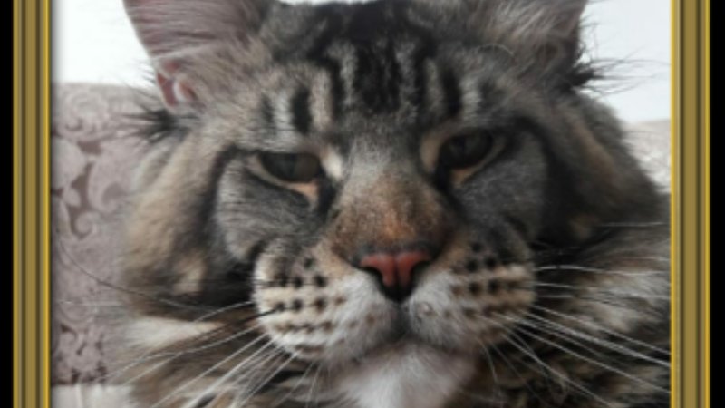 Elevage canin et félin Von Hoehenzoller