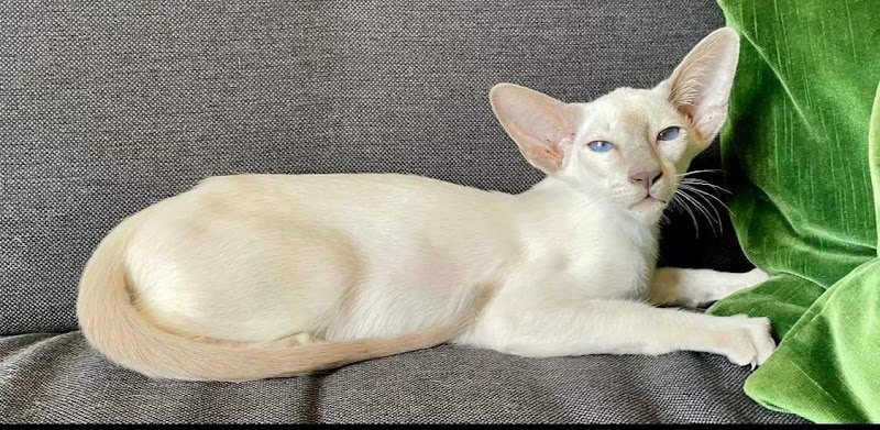 Elevage canin et félin Von Hoehenzoller - photo 2