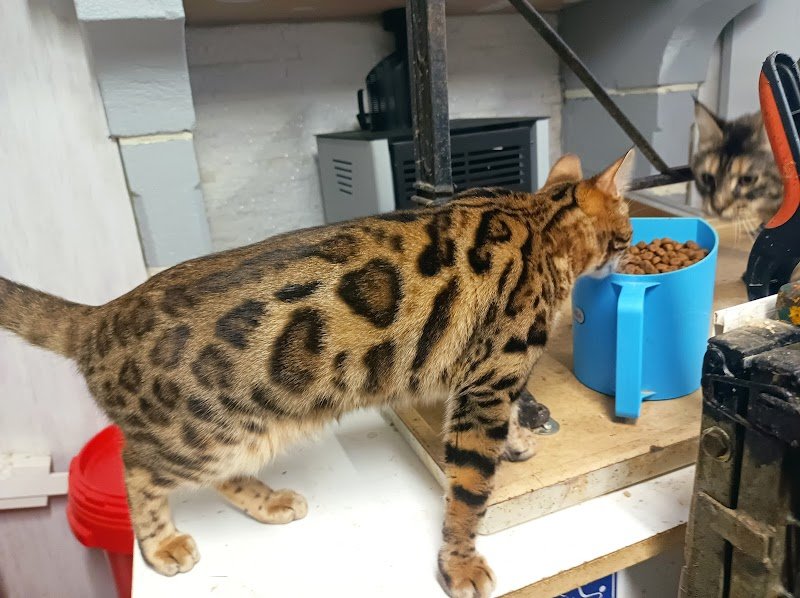 Elevage canin et félin Von Hoehenzoller - photo 3