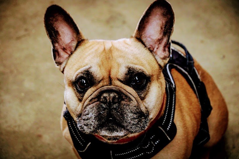 L'Académie Des Chiens Ille et Vilaine - photo 1