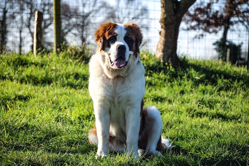 L'Académie Des Chiens Ille et Vilaine - photo 2