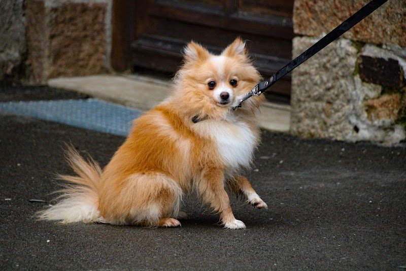 L'Académie Des Chiens Ille et Vilaine - photo 3