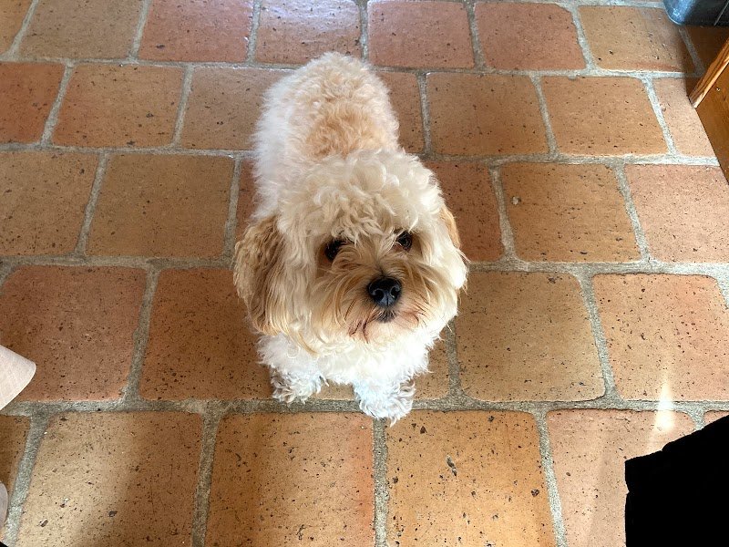 4 Pattes et moi - Comportementaliste Éducateur Canin Félin - photo 3