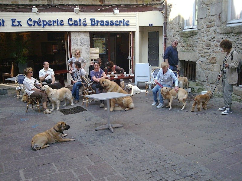 Education Canine du Golfe