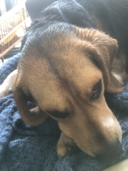 Education Canine du Golfe - photo 2