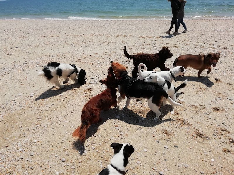 Education Canine du Golfe - photo 3