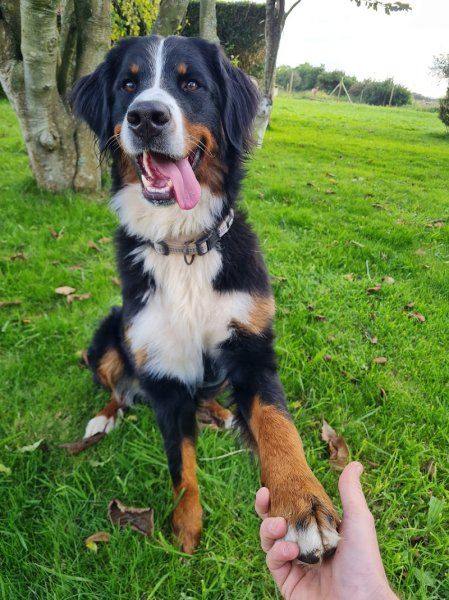 Spered canin - éducateur canin, comportementaliste, Plouguerneau