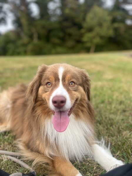 Spered canin - éducateur canin, comportementaliste, Plouguerneau - photo 2