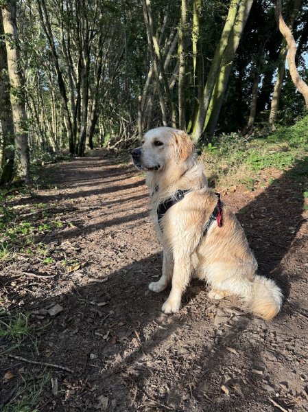 Spered canin - éducateur canin, comportementaliste, Plouguerneau - photo 3