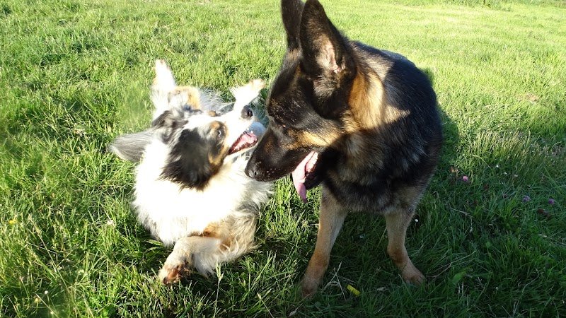 Bea'ttitude Animaux Educateur Canin 29 - photo 1