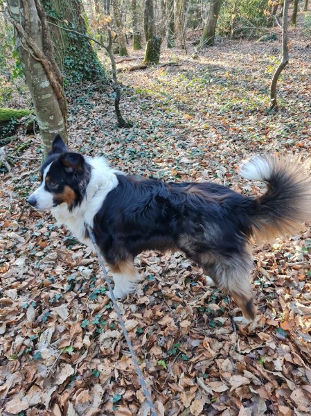 Bea'ttitude Animaux Educateur Canin 29 - photo 2