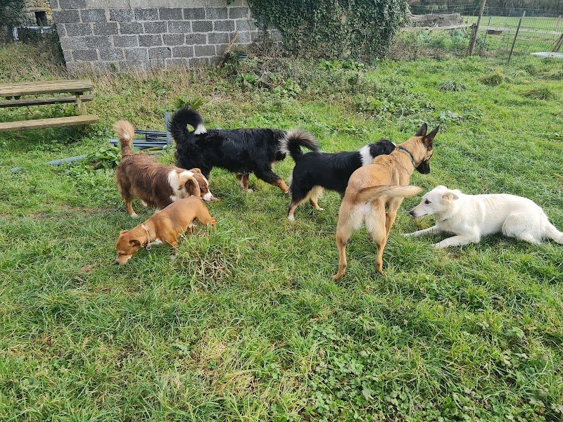 Bea'ttitude Animaux Educateur Canin 29 - photo 3