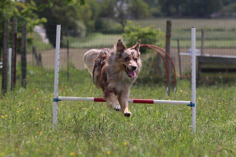 Audrey Budant - Educateur canin - photo 2