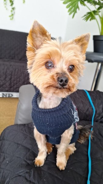 CEPJ - CENTRE TOILETTAGE & PENSION CHIEN JOSSELIN - photo 2