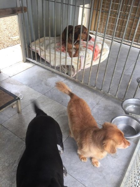 CEPJ - CENTRE TOILETTAGE & PENSION CHIEN JOSSELIN - photo 3