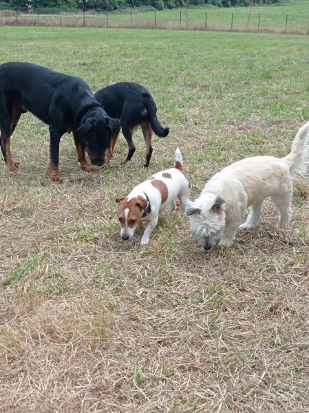 Hôtel canin du Faouët - photo 2