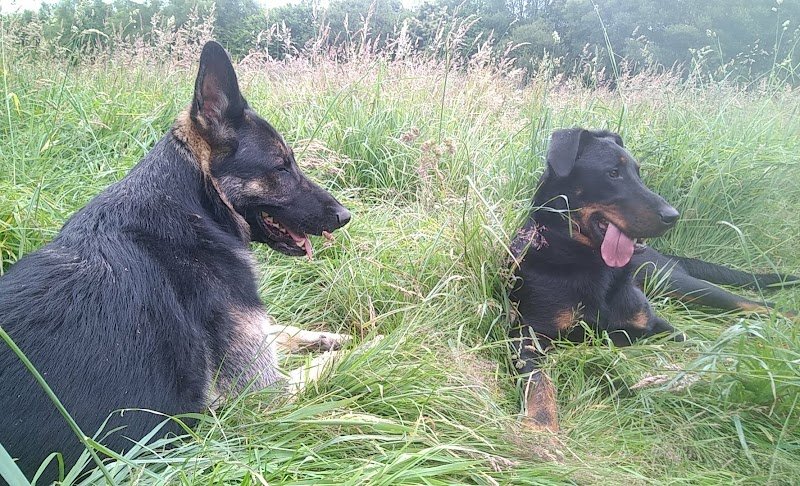 Hôtel canin du Faouët - photo 3