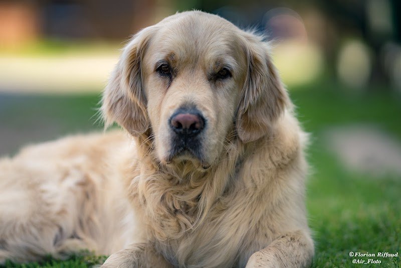 Anaëlle Louët Educateur canin bretagne