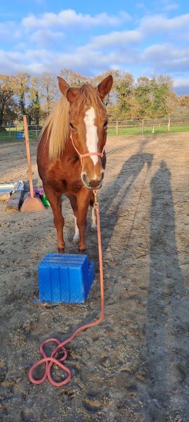 Anaëlle Louët Educateur canin bretagne - photo 3