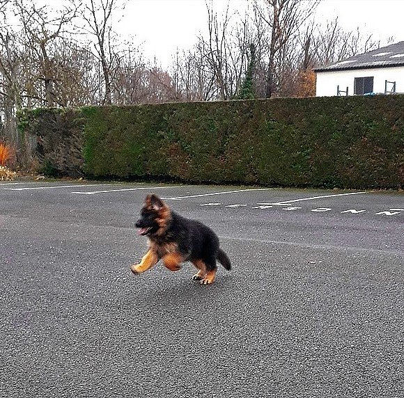 coach canin 16 - photo 2