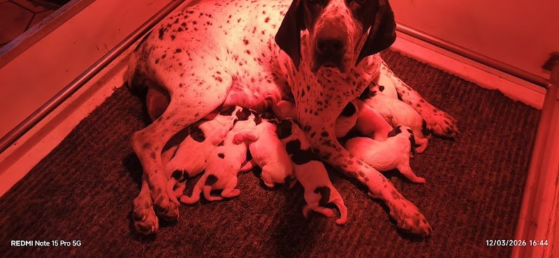 Élevage canin de braque d'Auvergne des Hauts de Rouillac - photo 2