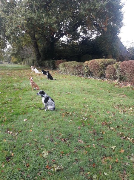 Didier Education Canine Saint Gilles - photo 1