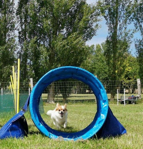 Club Les Corsaires Canins - photo 1