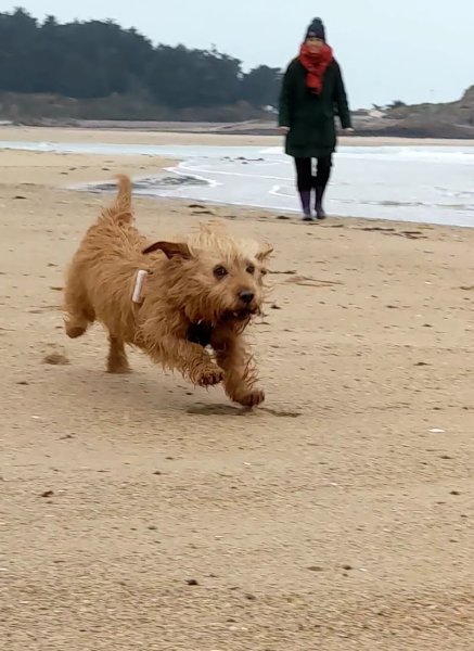 4 Pattes En Eventail - éducatrice/comportementaliste