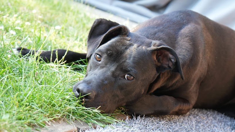 4 Pattes En Eventail - éducatrice/comportementaliste - photo 2