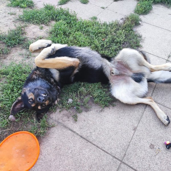 4 Pattes En Eventail - éducatrice/comportementaliste - photo 3