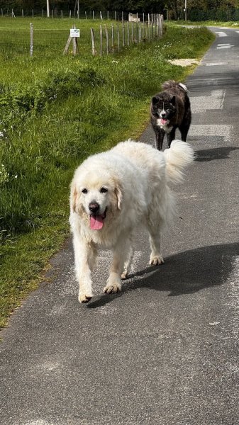 Ohana Éducation Canine - photo 1