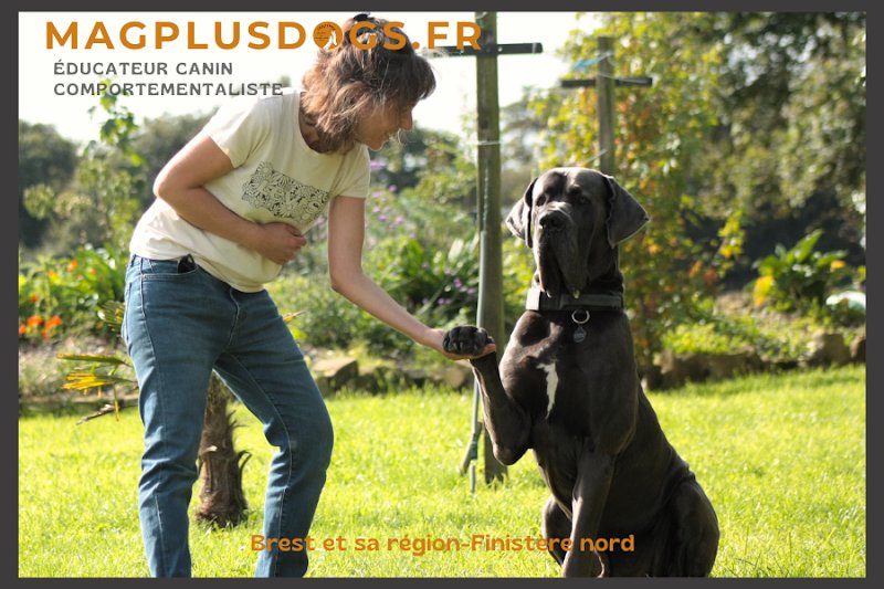 magplusdogs-Educateur canin, comportementaliste, Cynologiste, Finistère Nord