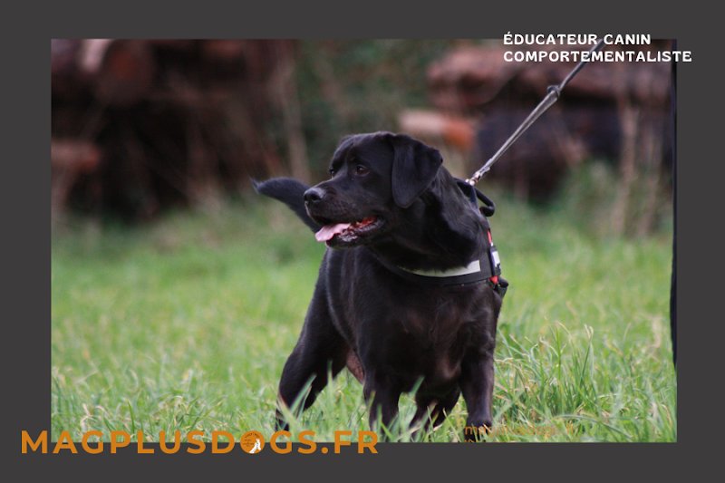 magplusdogs-Educateur canin, comportementaliste, Cynologiste, Finistère Nord - photo 2