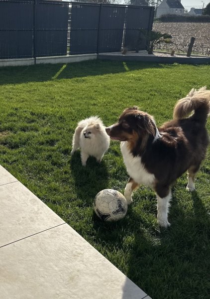 magplusdogs-Educateur canin, comportementaliste, Cynologiste, Finistère Nord - photo 3