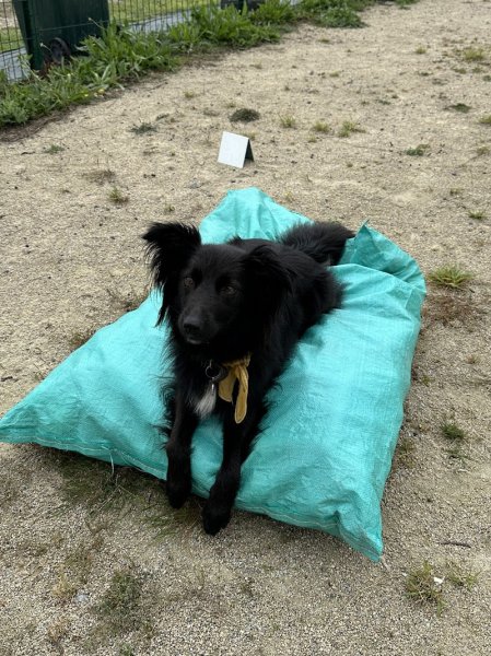 Centre d'Education Canine d'Agility Brest - photo 2