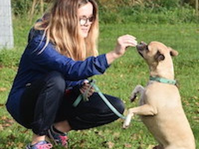 Melting Pattes - Coach Mantrailing, Educateur canin, Comportementaliste, Cynologiste - Brest - photo 2