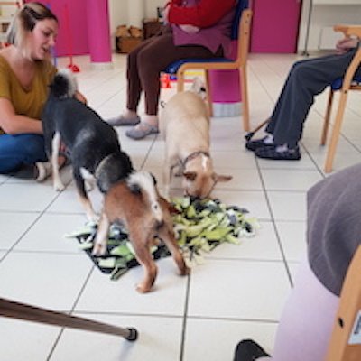 Melting Pattes - Coach Mantrailing, Educateur canin, Comportementaliste, Cynologiste - Brest - photo 3