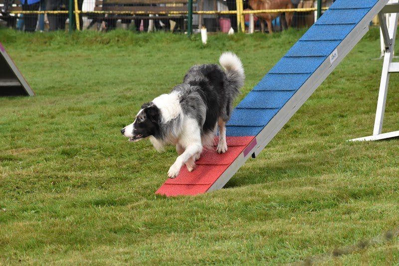 Club Canin de l'Iroise - photo 1