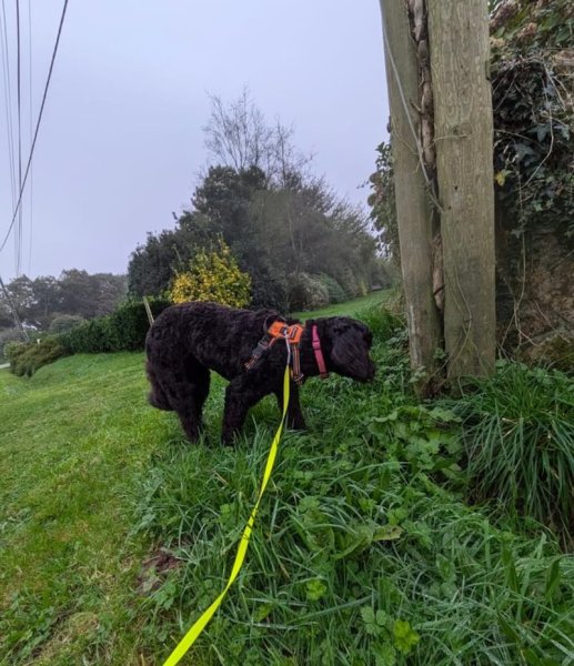 Cyno des Abers - Comportementaliste - Brest