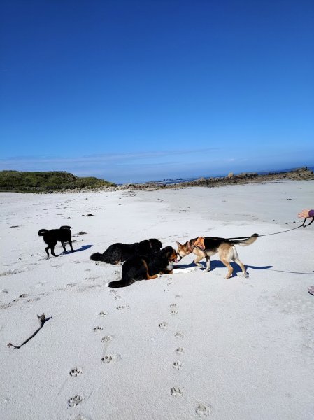 Cyno des Abers - Comportementaliste - Brest - photo 2
